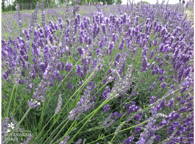 Lavandula angustifolia
